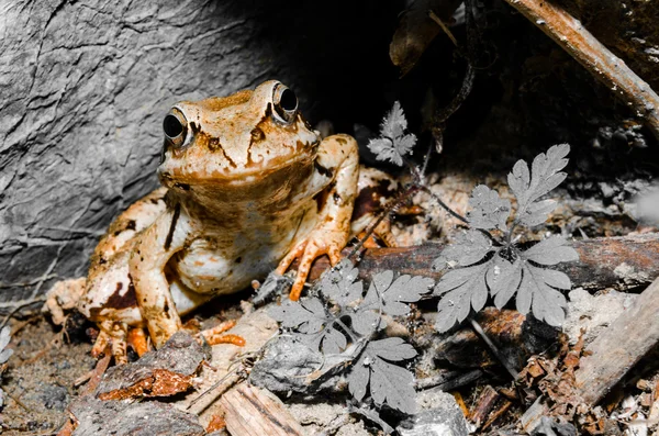 Nahaufnahme eines Frosches unter einem Felsen — Stockfoto