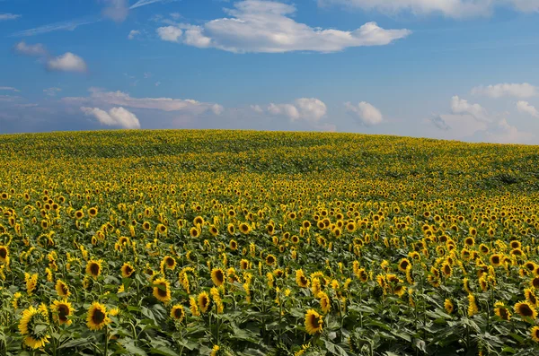 Sonnenblumenfelder unter blauem Himmel — Stockfoto