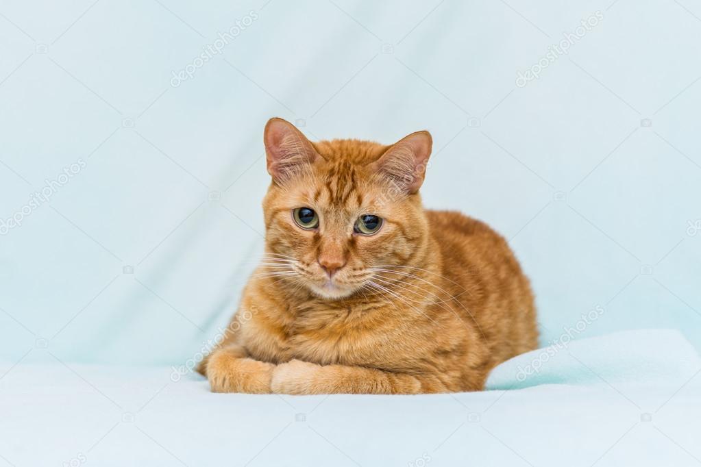 Close up portrait of orange cat