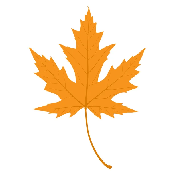 Maple Leaf. Realistic Illustration. — Stock Vector