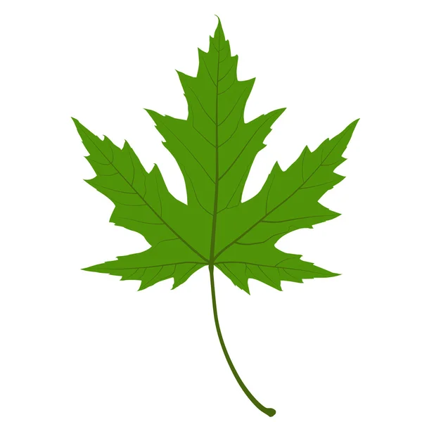 Green Maple Leaf. Illustration. — Stock Vector