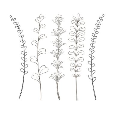 Yeşillik vektör çizimi el botanik klipsi. Çiçek tasarımı. Biberiye kekik, tarhun ve fesleğen pişiren otlar.