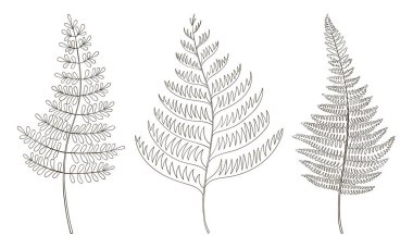 Eğreltiotu, vektör çizimi botanik klibi bırakır. Tropik yeşillik arkaplanı