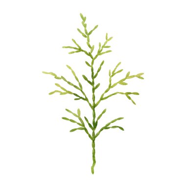 Thuja şubesi suluboya botanik çizimi. Çiçek tasarımı. Doğa ormanı yeşillik arka planı