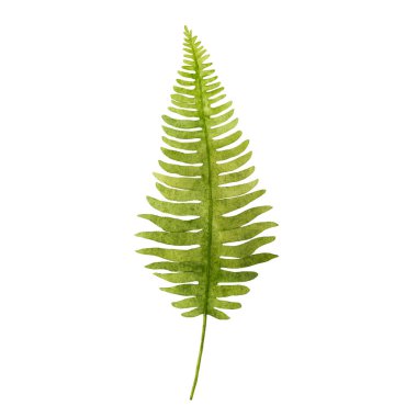 Eğreltiotu suluboya el çizimi botanik çizimi. Çiçek tasarımı. Doğa ormanı yeşillik arka planı