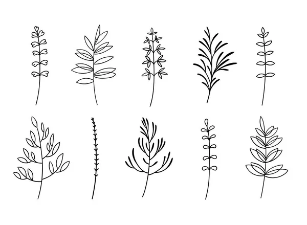 Blatt-Vektorskizze handgezeichnetes Set. Botanische Klippe. Waldgrüner Hintergrund — Stockvektor