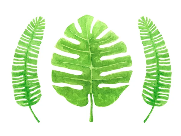 A palma verde deixa a ilustração aquarela isolada no fundo branco. Tropic Monstera e folhas de palmeira clipart. — Fotografia de Stock