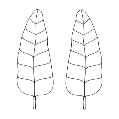 Muz palmiyesi ana hatlı vektör botanik çizimi bırakır. Tropik palmiye klipsi.