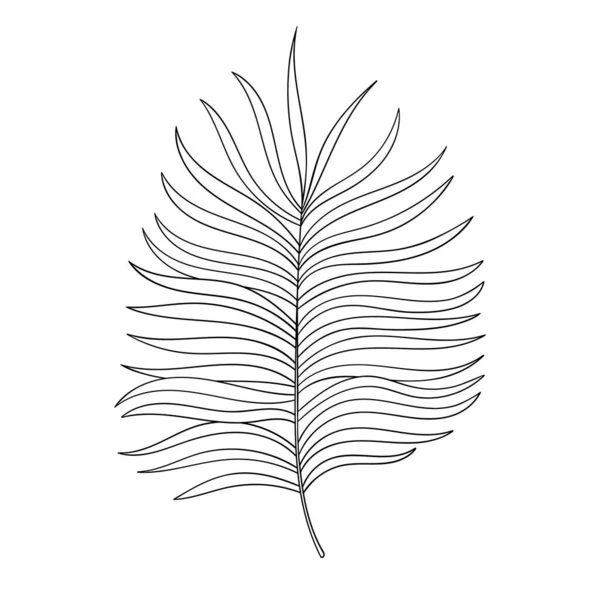 Palm kontur vektor skiss handritad botanisk illustration. Tropisk palmklipp. — Stock vektor