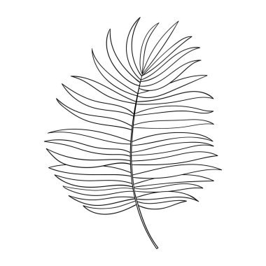 Avuç içi çizgisi vektör çizimi botanik çizim. Tropik palmiye yaprakları kırpması.
