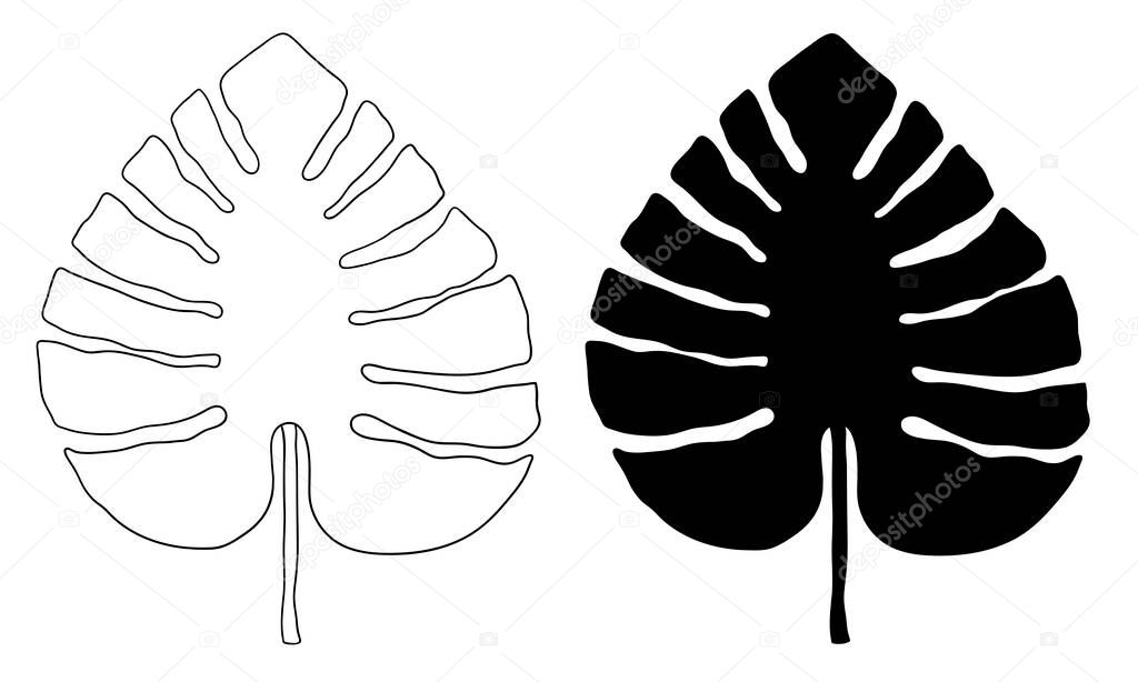 Monstera outline and silhouette vector botanical illustration. Tropic palm leaves.