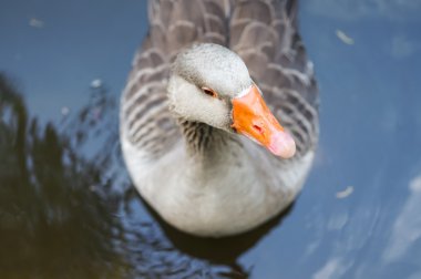 Lizbon havuzda yüzme kaz