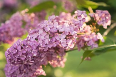 Bir parkta Blooming leylak