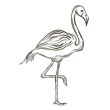 Flamingo vektör çizim