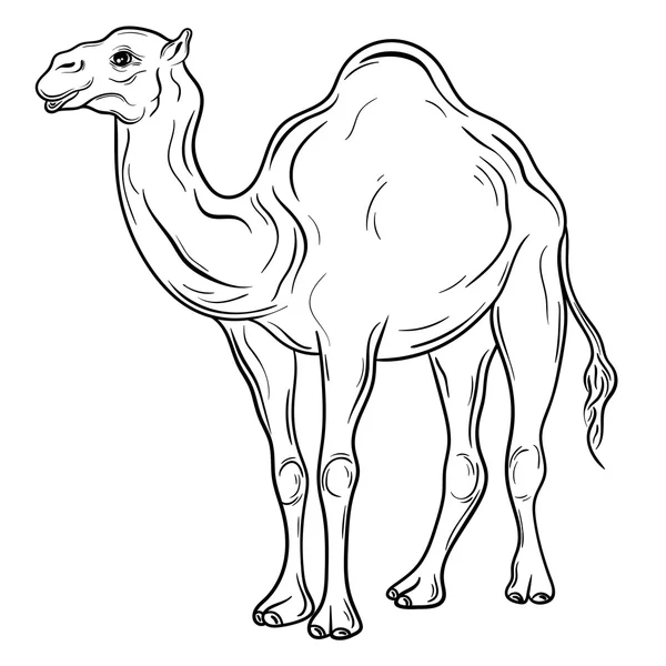 Camello Vector Ilustración — Archivo Imágenes Vectoriales