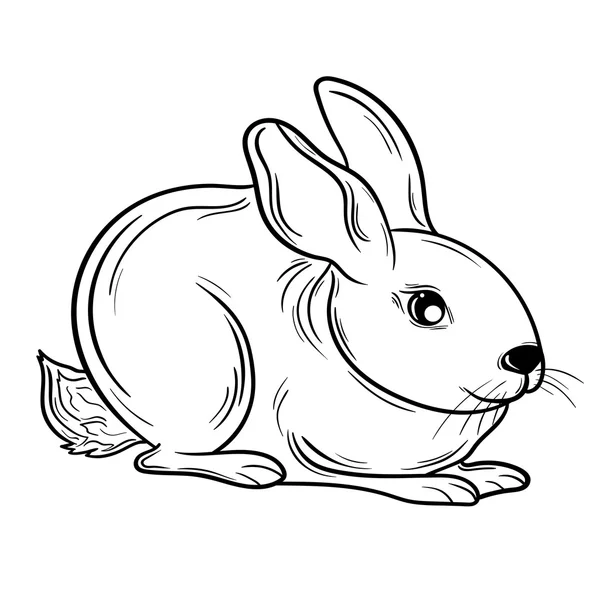 Rabbit vector  illustration — Stock Vector