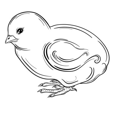 Piliç vektör çizim