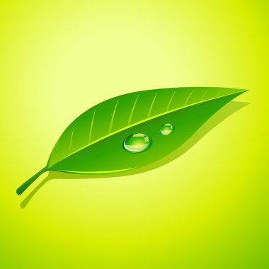 Yeşil yaprağa çiy damlaları düşer