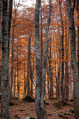 Monte Giovo, Modena ili, Emilia Romagna