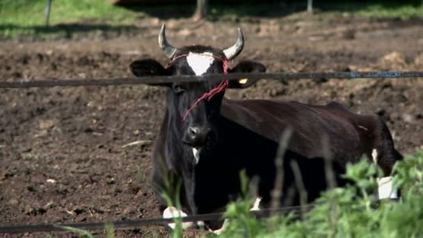 Mignonne vache couchée sur le sol — Video