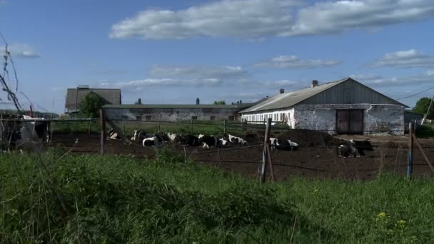 Rebaño de vacas en la granja — Vídeo de stock