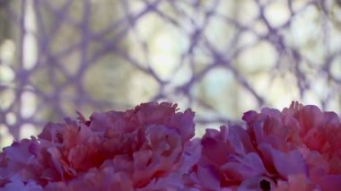 Arka plan dekoratif örümcek ağları üzerinde pembe çiçekler