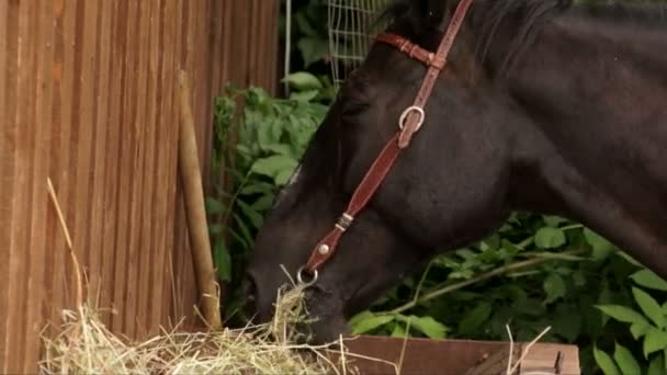 Foin à mâcher cheval . — Video