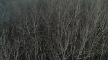 Sonbahar orman aereal vurdu.