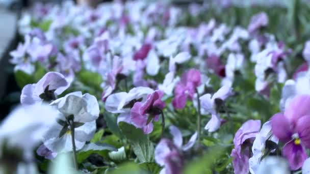 View of purple and white pansies in wind — Stock Video