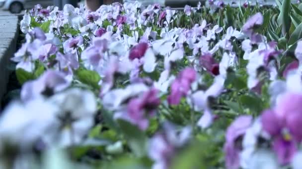 Close-up of pansies swaying in wind — Stok Video