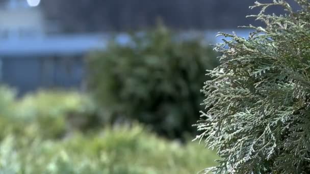 Uitzicht op groene bush zwaaiend in de wind — Stockvideo