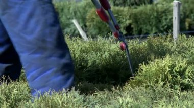 Bahçıvan kesme bush ile secateurs