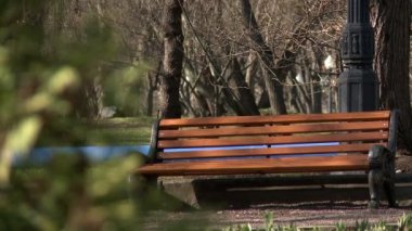 Park. Bush rüzgarda sallayarak görünümü
