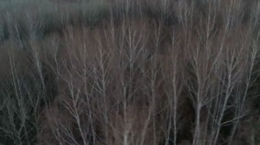 Orman sonbahar aereal atış.