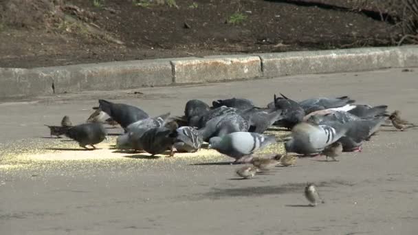 Koppel van duiven en mussen voederen in het park — Stockvideo
