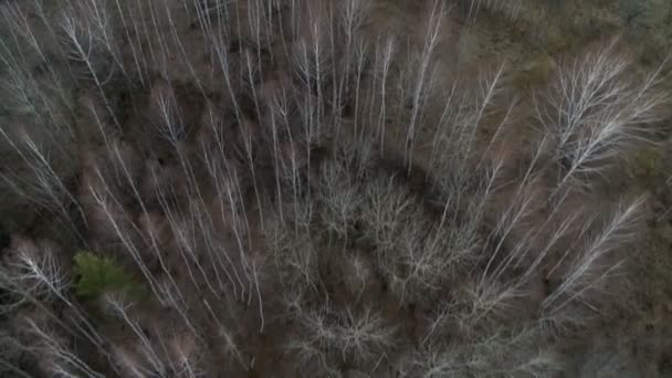 Лесной аэрозоль . — стоковое видео