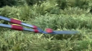 İşçi çalılar ile budayıcı kırpar.