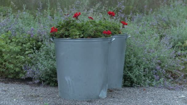 屋外の植木鉢. — ストック動画