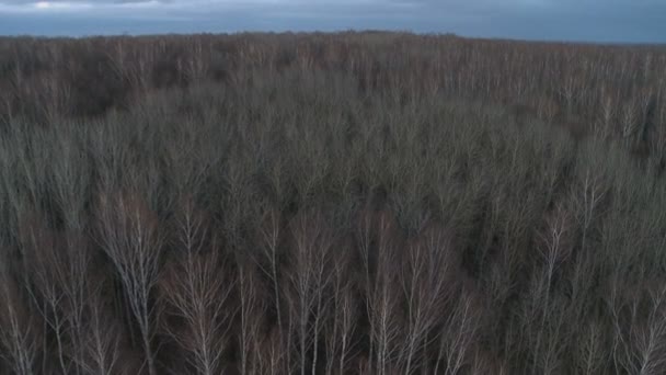 Disparo aéreo en el bosque . — Vídeos de Stock