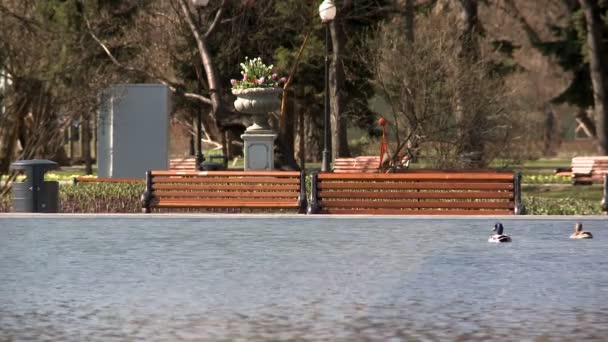 都市公園の池でアヒルの水泳のビュー — ストック動画