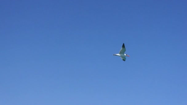 Чайки летят в ясном голубом небе, крупным планом — стоковое видео