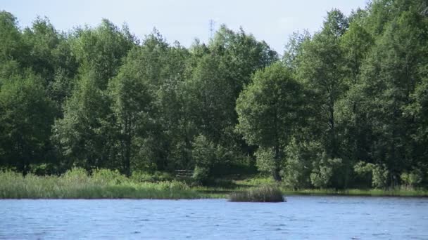 Vue sur les arbres au bord du lac, gros plan 