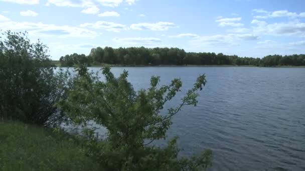 Árvores crescendo nas margens do lago, close-up — Vídeo de Stock