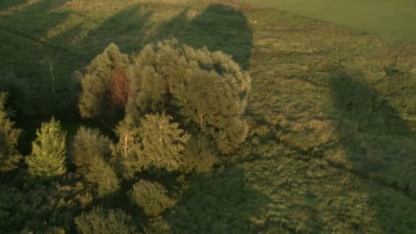 Top view of green fields and trees cast shadows — Stock Video