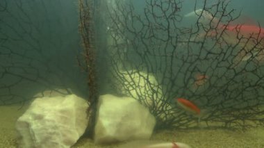 goldfishes akvaryum