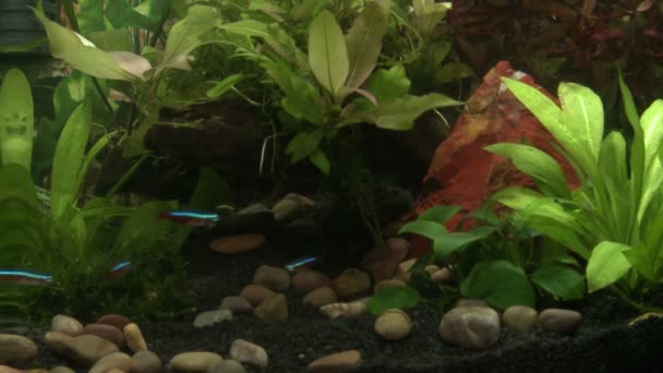 Fiskar i akvarium — Stockvideo