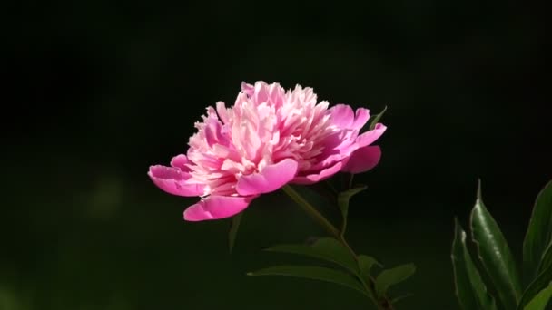 Red peony flower bloom close-up — Stock Video