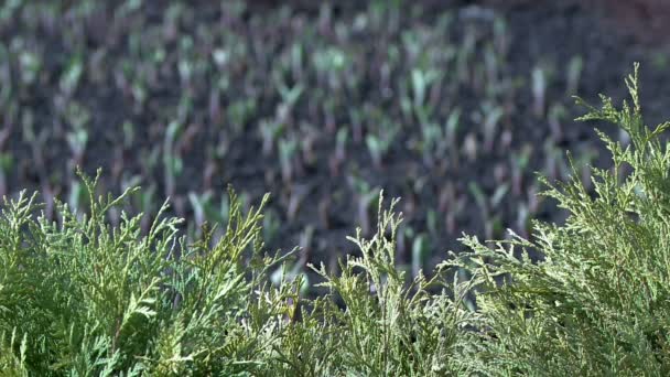 Utsikt över växande tulpaner blomsterrabatt — Stockvideo