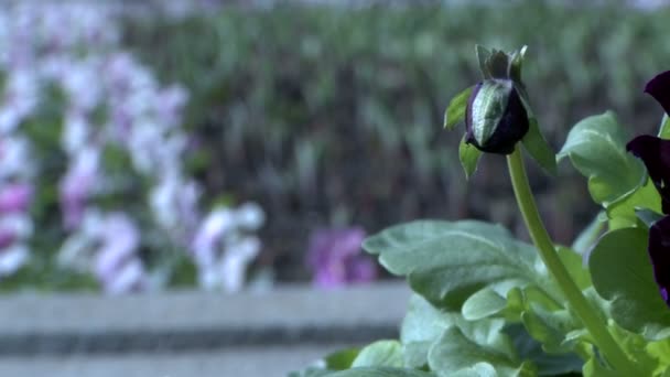 Close-up de botão de flor no fundo do canteiro de flores — Vídeo de Stock