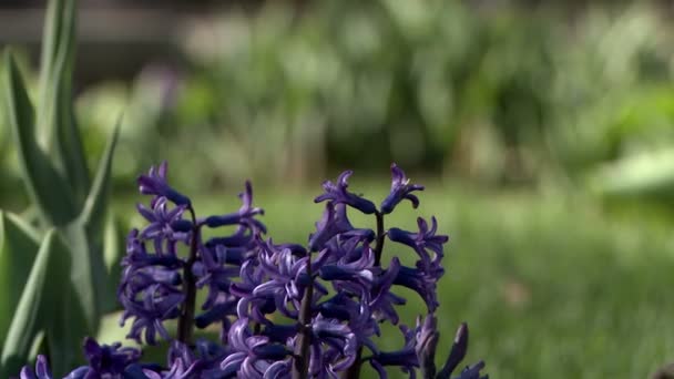 Widzenia fioletowy Hiacynt na kwietnik — Wideo stockowe